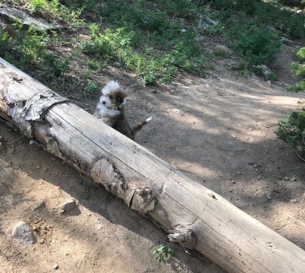 Exploring Mt. Hood with Your Four-Legged Friend