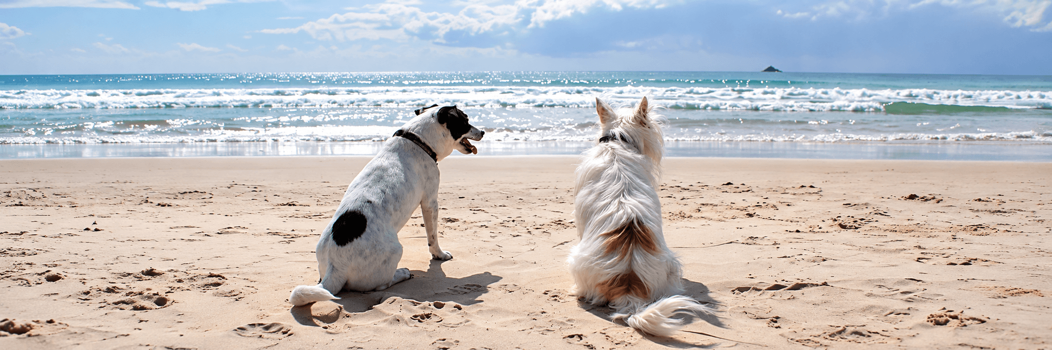 Pet Friendly in Seaside Oregon